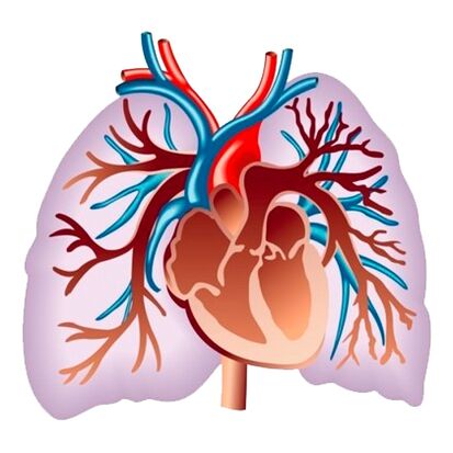 Effet de Pulsactive sur le système cardiovasculaire